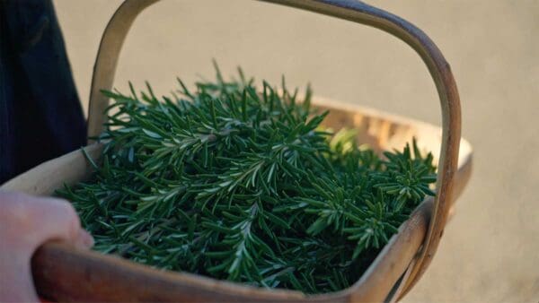Whitestone-thyme-basket